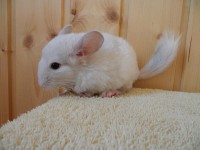 /album/chovatelska-stanice-z-hradku/amalka-jpg/
